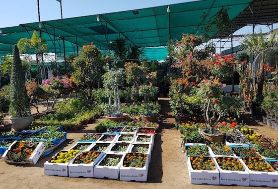 Dubai Plants souk