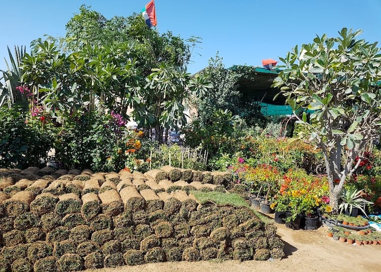 Dubai Plants Souk un marché vert à Dubai ! Dubai Madame