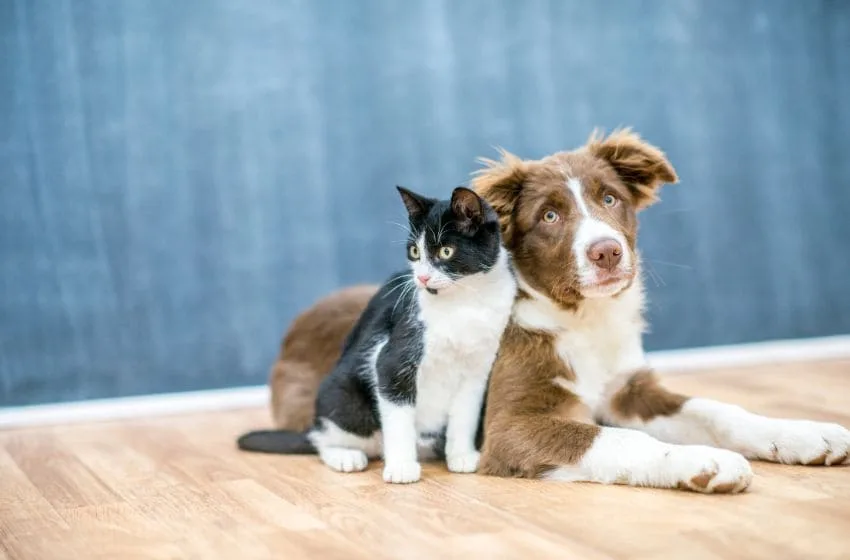 Comment emmener son animal de compagnie à Dubai ?