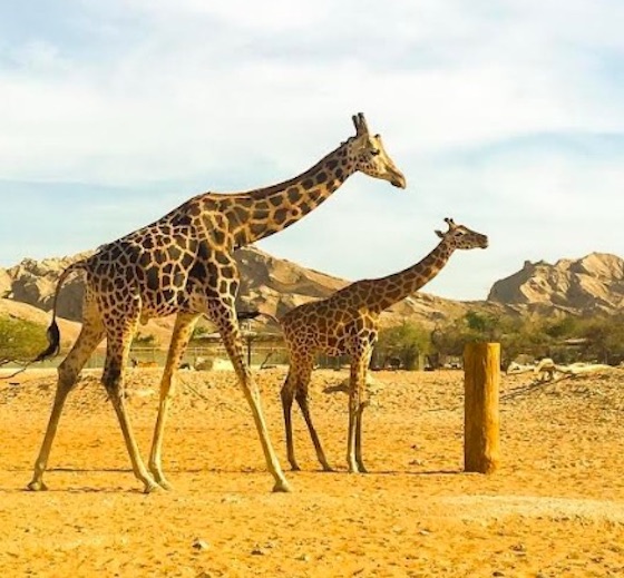 Girafe et girafons au zoo de Al Ain