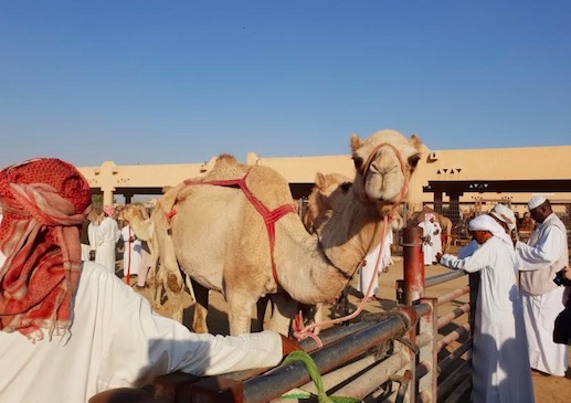 Camel Market Al Ain 