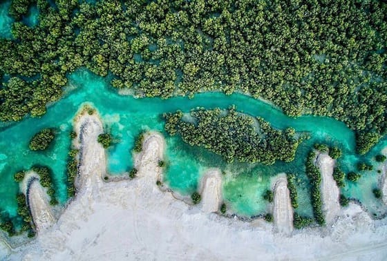 Mangrove Abu Dhabi