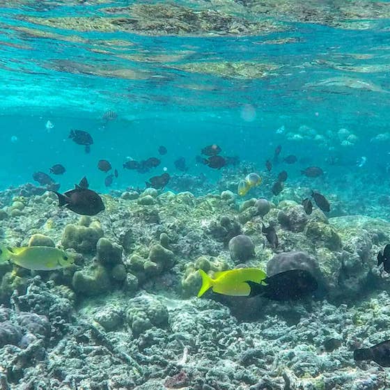 les maldives eaux turquoises