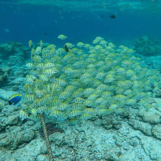 les Maldives poissons