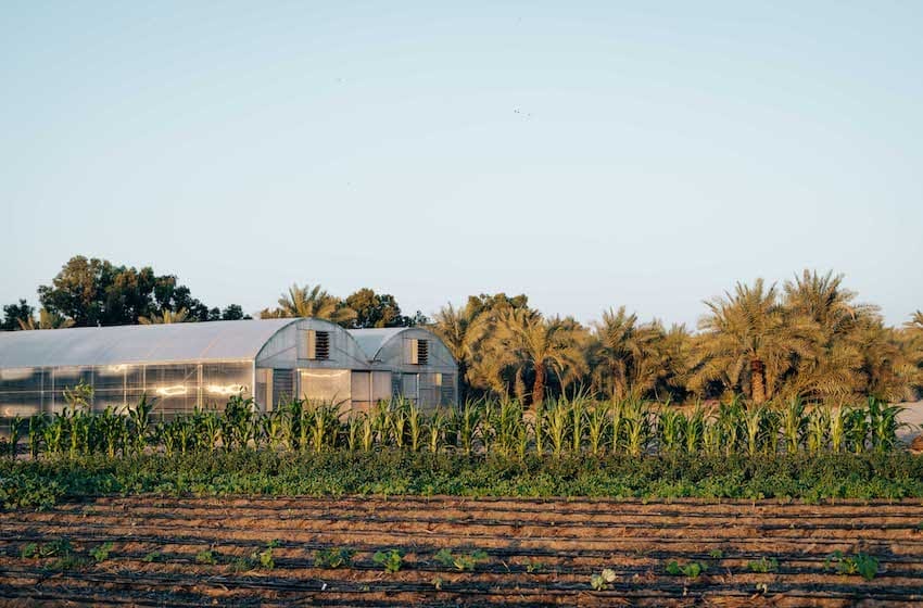 Rendez-vous à la première ferme biologique et autonome de Dubai !