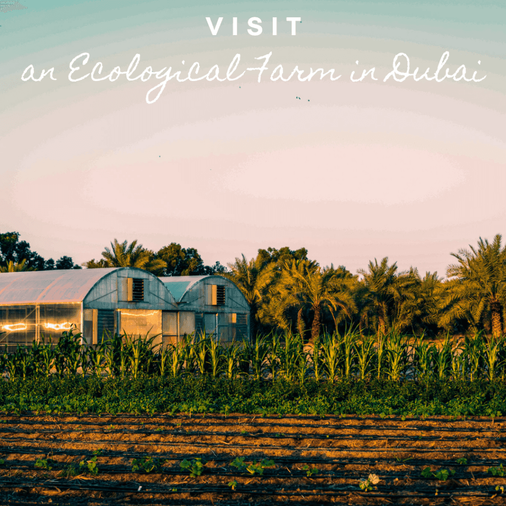 Visit Dubai Dubai's first organic and sustainable farm