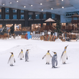 Ski-dubai-mall-of-emirates