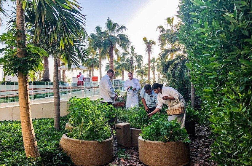  Faire pousser son potager en permaculture à Dubai, c’est possible !