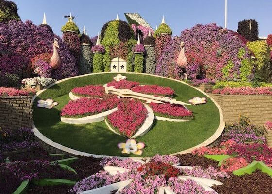 dubai-activity-miracle-garden-dubai