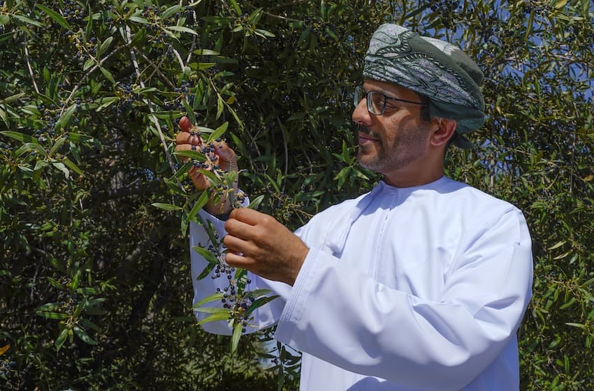 Le Festival de la récolte des olives à l’Anantara Al Jabal Al Akhdar en Oman !