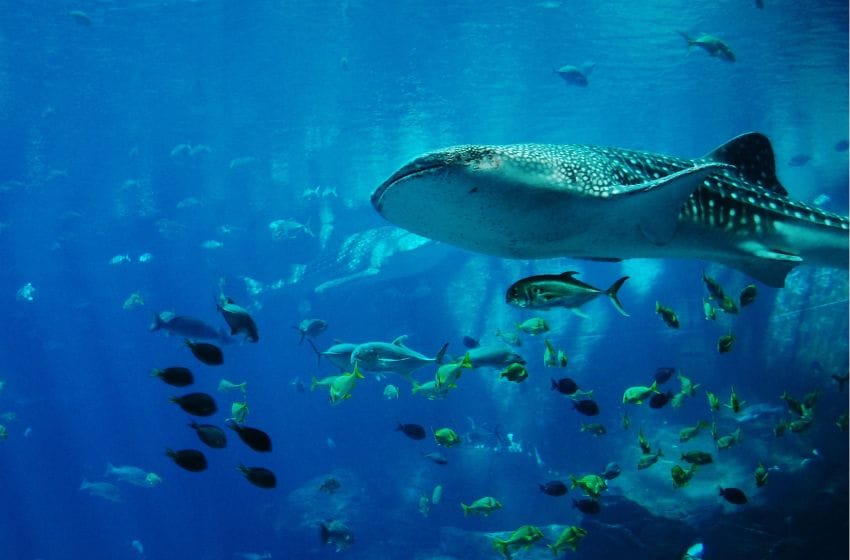 requins Dubai Mall