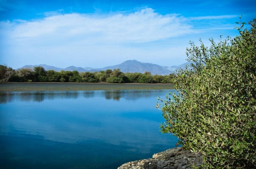 Khor Kalba Mangrove Reserve