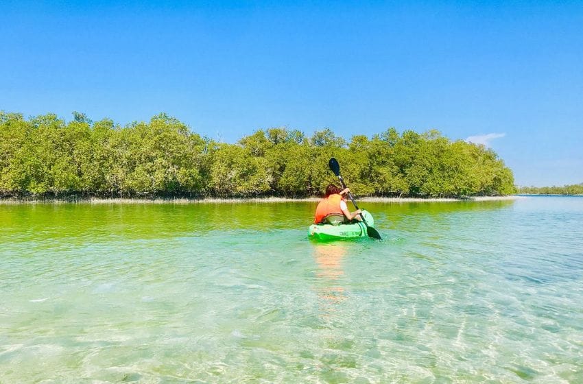 visiter abu dhabi mangrove