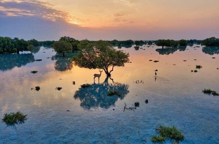 mangrove national park