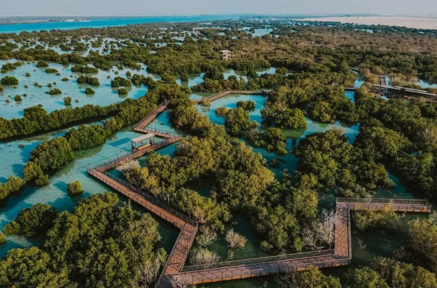 Jubail Mangrove Park mangroves aux émirats