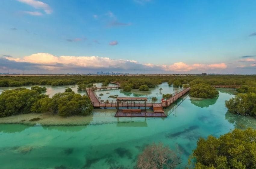 mangroves aux émirats