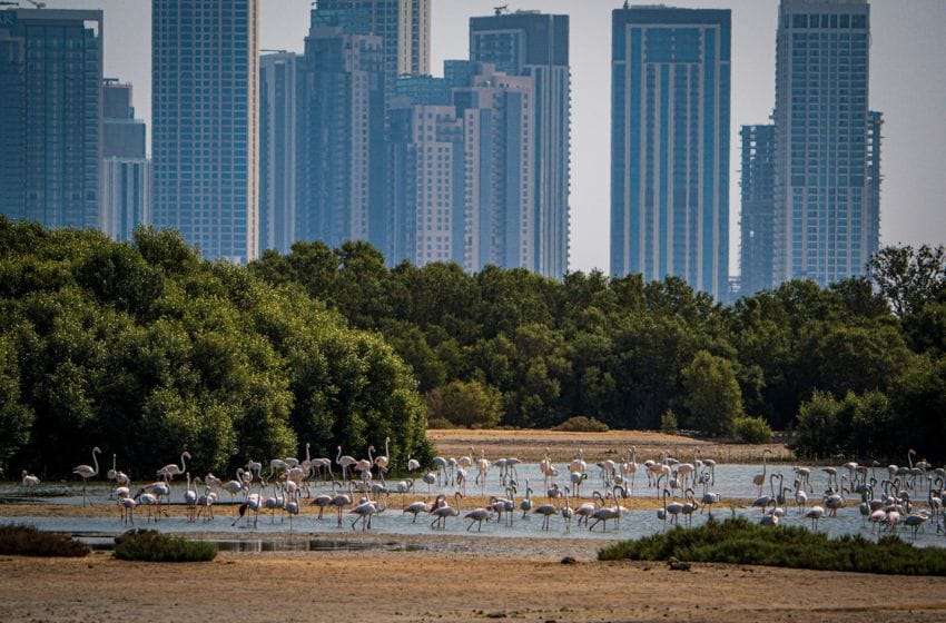 Ras Al Khor Wildlife Sanctuary flamant rose