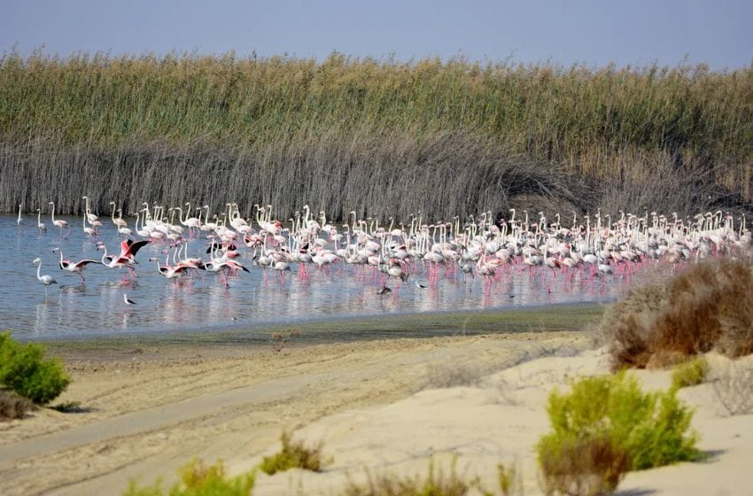 Al Wathba Wetland Reserve voir des flamants rose à abu dhabi