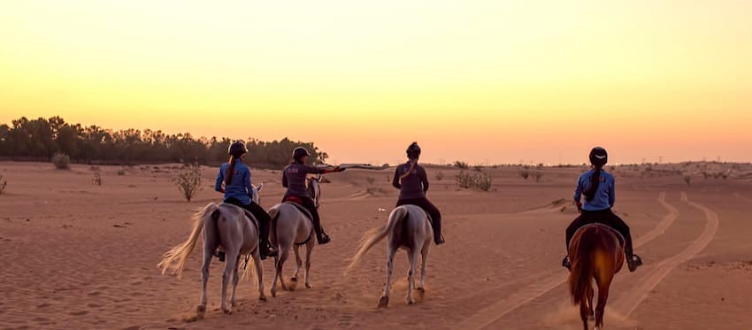 voir des animaux aux émirats