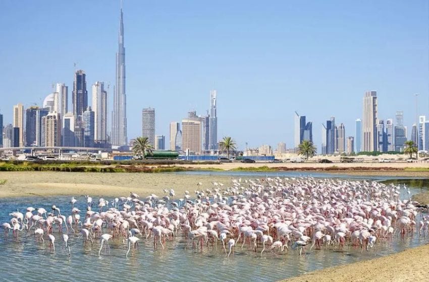 Ras Al Khor Wildlife Sanctuary voir des flamant rose à dubai