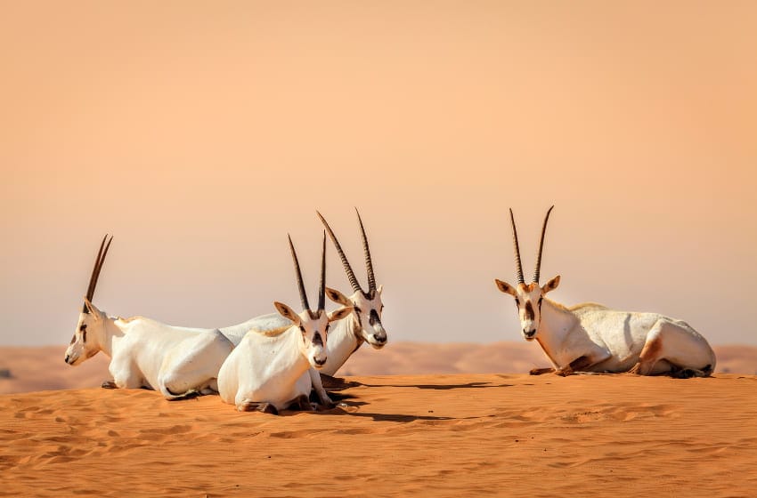 voir des animaux aux émirats des oryx