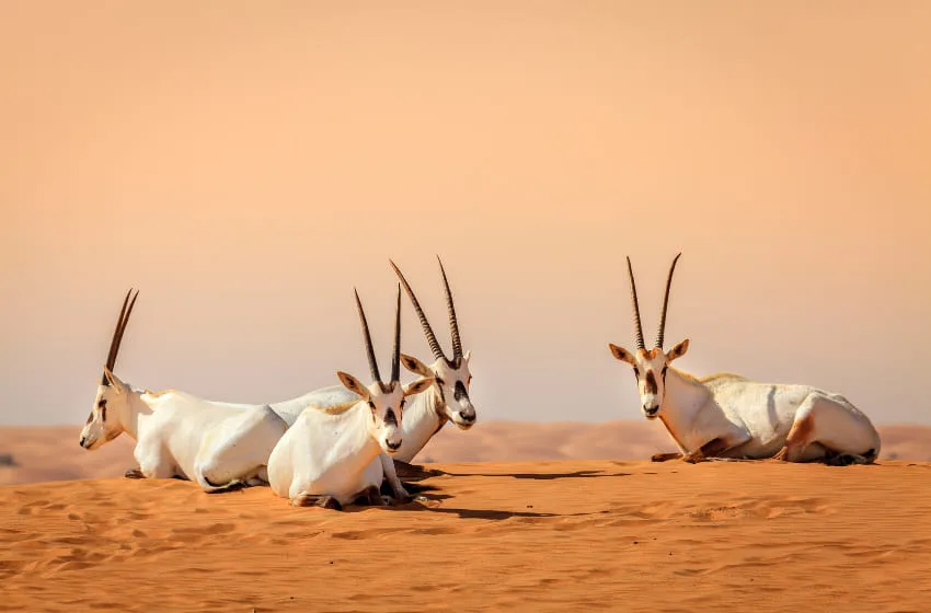 voir des animaux aux émirats des oryx