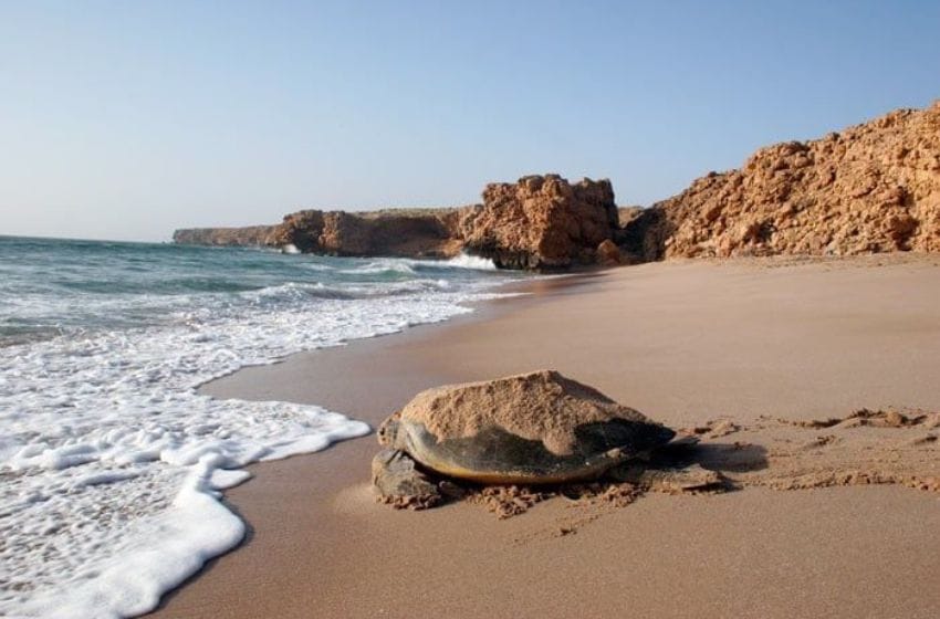 voir des tortues à oman