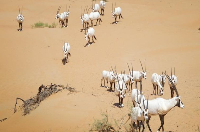 visiter des reserves naturelles aux émirats