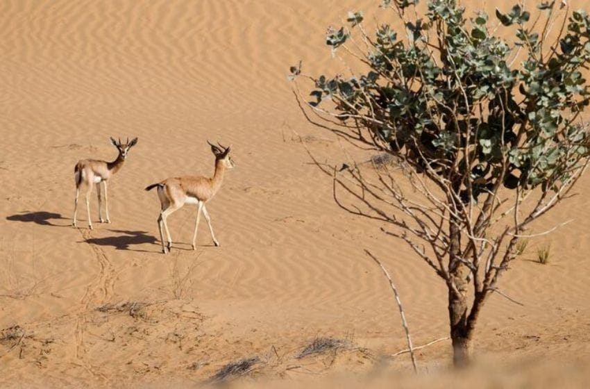 Dubai Desert Conservation Reserve