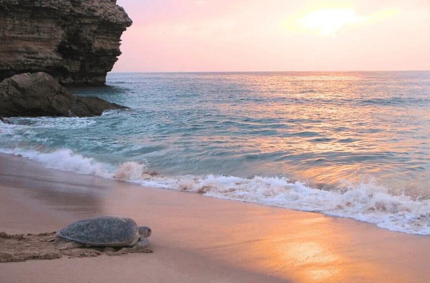 voir des animaux aux émirats