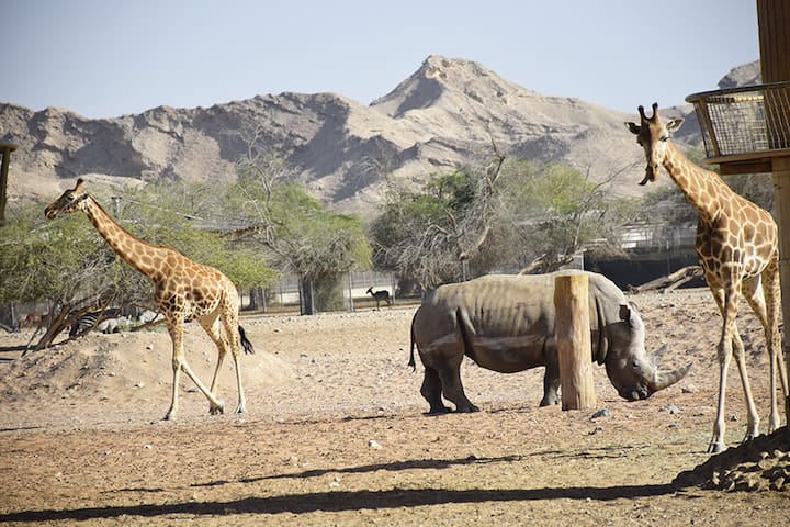 Al ain zoo