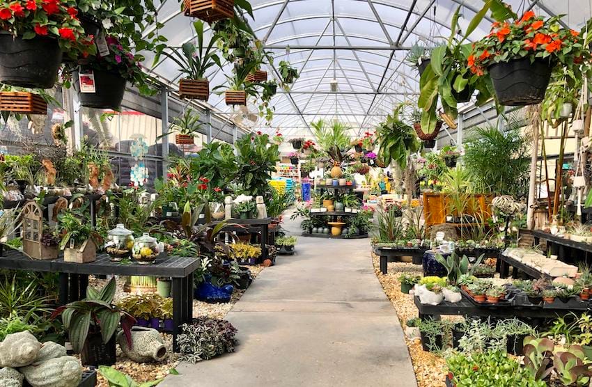 acheter des plantes à dubai ACE