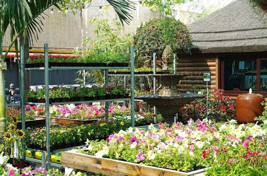 trouver des plantes à Dubai